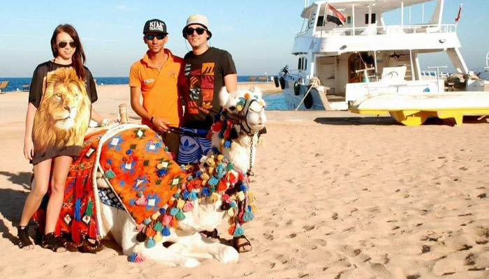 Rotana the Haflinger horse grazing