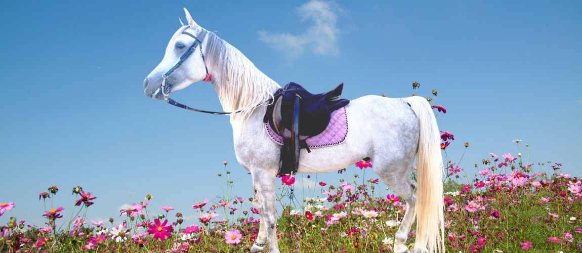 Bahr Al-Asema - purebred Arabian stallion