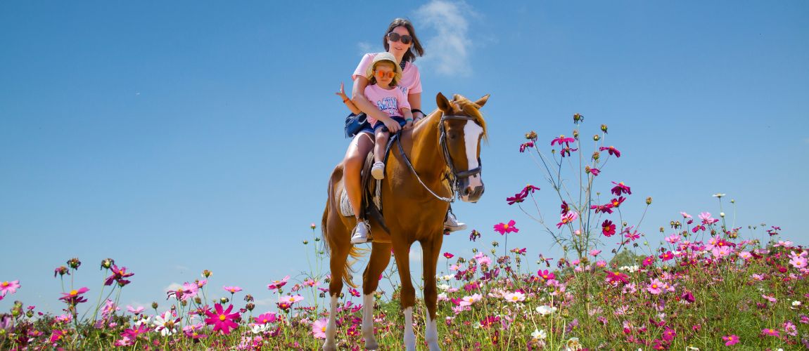 Cleopatra - majestic mare