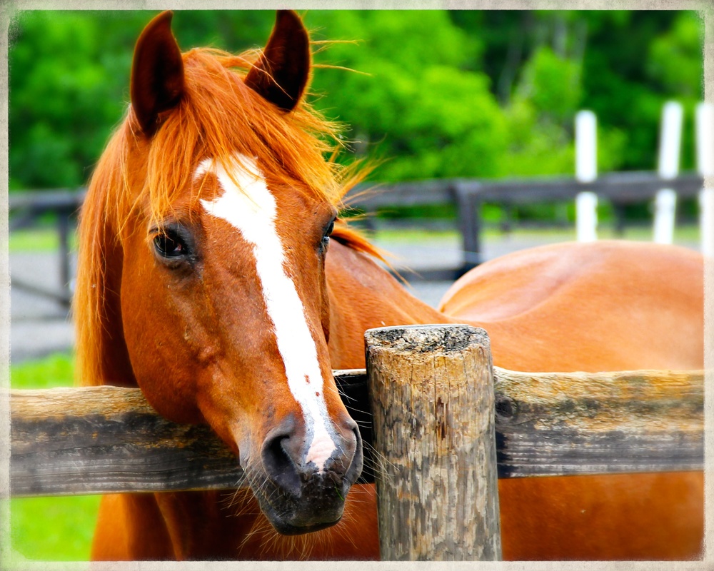 Swimming with horses in the Red Sea